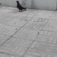 جوجه کبوتر زاغ|پرنده|اصفهان, مولوی|دیوار