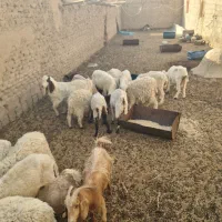 میش