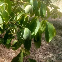 گردو|گل و گیاه طبیعی|مریوان, |دیوار