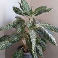 گل آگلونماگرین با گلدان بسیار زیبا