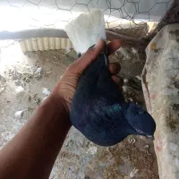 کبوتر سیاه دم سفید