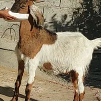 چپش گلابی و بز آبستن نزدیک