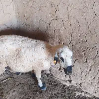 یک راس میش فروشی