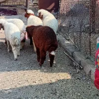 خرمشهر