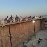 50تا کبوتر پرشی همه نو بوم