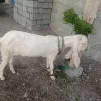 بز گلابوک|حیوانات مزرعه|ایرانشهر, |دیوار