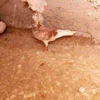 کفتر|پرنده|چناران, |دیوار