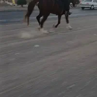 اسب یورقه کره طوفان نیشابوری