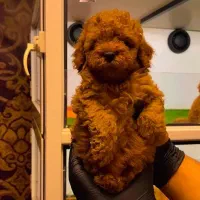 توی پودل اصیل از مولدین وارداتی|سگ|رشت, بلوار گیلان|دیوار