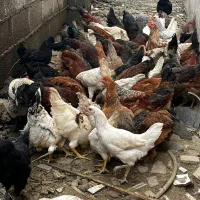فروش مرغ تخمگذار و نیمچه گلپایگانی|حیوانات مزرعه|رشت, لاکان شهر|دیوار