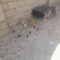 فروش دوعددمرغ باجوجه