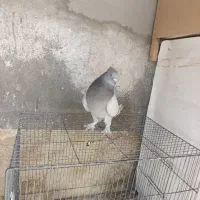 کبوتر بهبهانی ماده|پرنده|مرودشت, ابوذر شمالی‎|دیوار