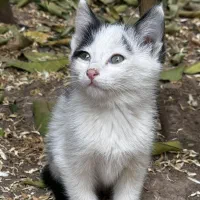 واگذاری رایگان پیشی های طلا DSH