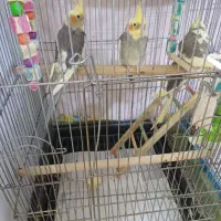 عروس هلندی|پرنده|تهران, والفجر (افسریه)|دیوار