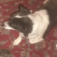 پاپی پا کوتاه..