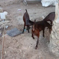 فروش یک عدد بره ماده و دو بز نر افغانی|حیوانات مزرعه|اهواز, آریاشهر|دیوار