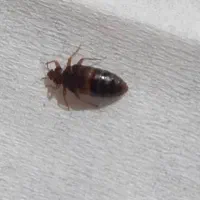 سم پاشی با تجربه|خدمات نظافت|بوشهر, |دیوار