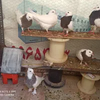طوقی|پرنده|چناران, |دیوار