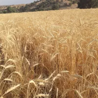 گندم دیم هشترود