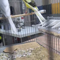 قناریهای رسمی بلند|پرنده|تهران, دهم فروردین|دیوار