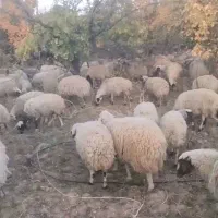 گوسفند میش و بزغاله|حیوانات مزرعه|میمه, |دیوار