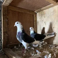 کبوتر|پرنده|گرگان, |دیوار