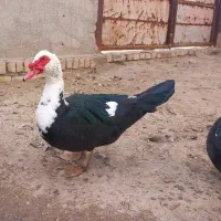 اردک اسرائیلی موسکویی جوان یک ساله