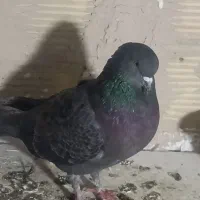 کفتر|پرنده|مشکیندشت, |دیوار