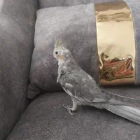 دو عروس هلندی