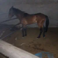 اسب دوخون