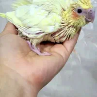 جوجه عروس هلندی سرلاکی نژاد سخنگو|پرنده|تهران, پونک|دیوار