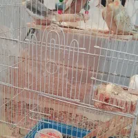 عروس هلندی|پرنده|زابل, |دیوار