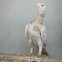 کبوتر سرور و سینه