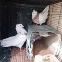 کبوتر طوقی|پرنده|شهرکرد, |دیوار