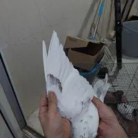 ۳عدد کفتر گرفتنی خوب|پرنده|قم, وادی السلام|دیوار