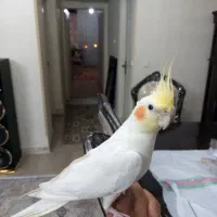 عروس هلندی نر لوتینو