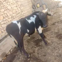 گاو نر محلی|حیوانات مزرعه|دالاهو, |دیوار