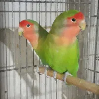 طوطی برزیلی|پرنده|اهواز, شریعتی جنوبی|دیوار