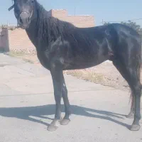 اسب پالونی