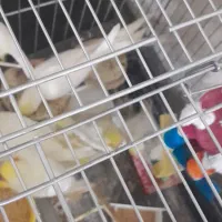 لوتینو دستی دو و سه ماهه|پرنده|تهران, والفجر (افسریه)|دیوار