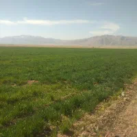 فروش زمین کشاورزی