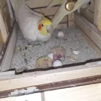 عروس هلندی مولد