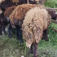 میش و بره