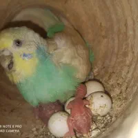 مرغ عشق مولد با جوجه|پرنده|میناب, |دیوار