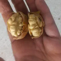 تازه توسرکانی