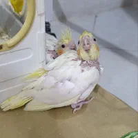 جوجه عروس هلندی سرلاکی