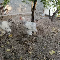 خروس برهما لایت|حیوانات مزرعه|هشتگرد, خور|دیوار