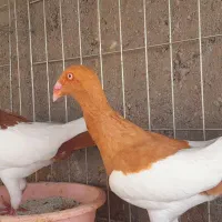 دنش یهودی