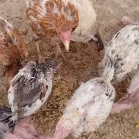 مرغ و خروس و جوجه لاری اصل