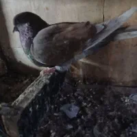 سلام یه جفت پاپر|پرنده|دماوند, دماوند|دیوار